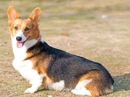 He thrives on farms but can. Pembroke Welsh Corgi Puppies And Dogs For Sale In Florida