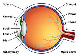 We did not find results for: What Is Keratoconus Articles