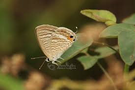 Image result for Erianthemum schelei