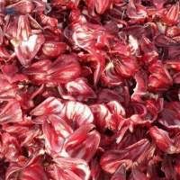 Check spelling or type a new query. Fresh Hibiscus Suppliers Manufacturers Wholesalers And Traders Go4worldbusiness Com Page 1