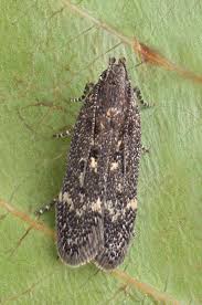 Image result for Bryotropha similis