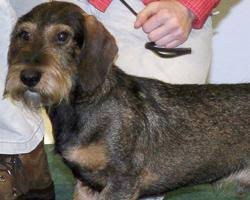 Image result for jezevčík drsnosrstý