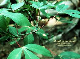 Image result for Manihot esculenta