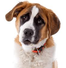 Check spelling or type a new query. St Bernard Puppies For Sale Adoptapet Com