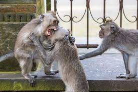 Fighting Monkeys Stock Photo By ©Filedimage 53462023