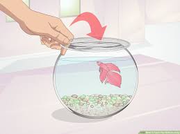 How To Teach Your Betta To Jump 11 Steps With Pictures