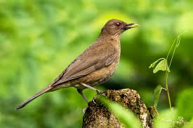 Clay Coloured Thrush Kil Renkli Ardic Costa Rica 2019 2020