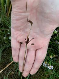 Image result for Fimbristylis complanata