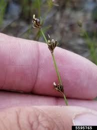 Image result for Scleria lacustris