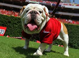 Welcome to unbelievabull frenchies located in the outskirts of atlanta,ga. History Of Uga The Mascot University Of Georgia Athletics