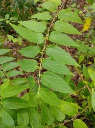 Image result for Trema