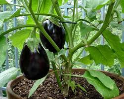 We did not find results for: The 35 Easiest Container And Pot Friendly Fruits Vegetables And Herbs Diy Crafts