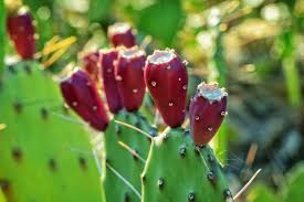 Choose from over a million free vectors, clipart graphics, vector art images, design templates, and illustrations created by artists worldwide! Selective Focus Photography Of Prickly Pear Cactus Free Stock Photo