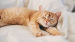 ‪Domestic cats: News, features and articles | Live Science‬‏