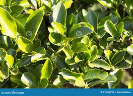 Image result for Celastraceae