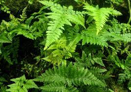 In the pteridophyte phylogeny group classification of 2016 (ppg i), it is the only genus in the family davalliaceae, which is placed in the suborder polypodiineae, order polypodiales. Davallia Trichomanoides Wikipedia