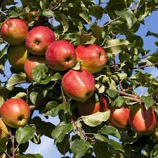 Mcintosh Apple Tree At Backyard Fruit Fruit Fruit Trees Apple