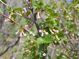 Check spelling or type a new query. Colorado Native Plants For Landscaping