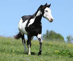 Check spelling or type a new query. American Paint Horse Horse Illustrated
