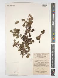 Image result for Commiphora africana