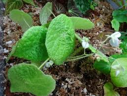 Image result for Begonia kisuluana