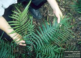 Image result for Pteris burtonii