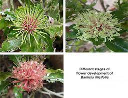 Banksia Illicifolia Article About The Banksia Farm Arboretum At Mt Barker Next Trip South Native Plants Plants Arboretum