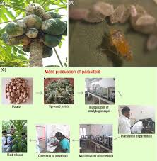 Seal all gaps using backer rods for gaps larger than a quarter inch and outdoor sealant. Integrated Pest Management Sciencedirect