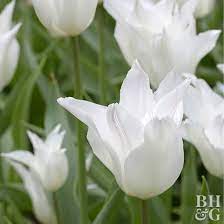 Furkl.com is your first and best source for all of the information you're looking for. Tulip Lily Flowering Hybrids Better Homes Gardens