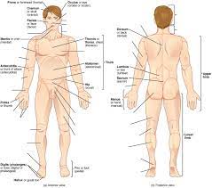 The free digestive system labeling sheet has blanks to fill in parts of the digestive system, including the debatable appendix, and according to chinese medicine, the spleen. Human Anatomy Lab Manual