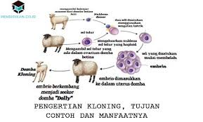Yuk mari kita ulas bersama tentang arti clone dan unclone tersebut. Pengertian Kloning Tujuan Contoh Dan Manfaatnya