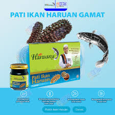 Nama saintifik adalah channa striatus. Harwany Pati Ikan Haruan Gamat 6 Botol Foc 1