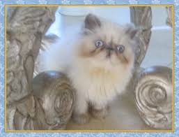 Use the adoptapet search to view the many wonderful pets waiting for adoption at rspca locations across australia. Himalayan Kittens For Sale New Jersey Blue Point One Day Old Himalayan Kittens