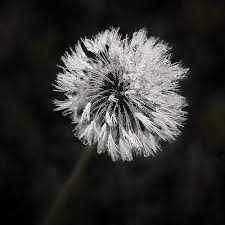 Maybe you would like to learn more about one of these? Black And White Flower Wall Art Fine Art America