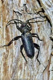 Image result for Buchnera chimanimaniensis