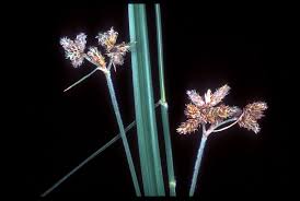 Image result for Fuirena pubescens