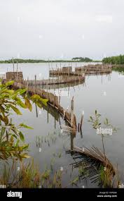 Image result for Rhaphiostylis beninensis