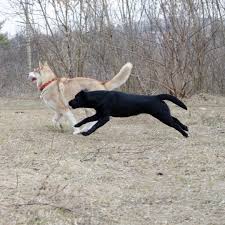Watch The Best Youtube Videos Online Labrador Black Blacklabrador Dog Labradorretriever Retriever Black Labrador Labrador Retriever Labrador