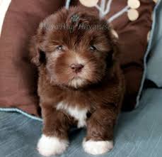 Check spelling or type a new query. 18 Havanese Puppies For Sale Ideas Havanese Puppies Havanese Puppies For Sale Havanese