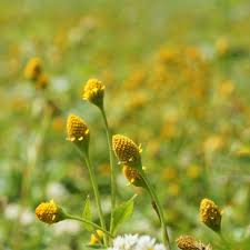 Image result for Acmella caulirhiza