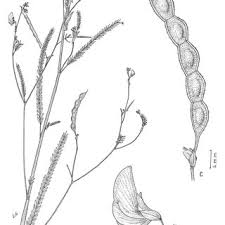 Image result for Aeschynomene sp. B