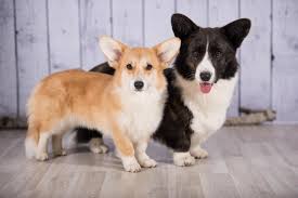 The dog's movement is free and smooth, with good reach and drive. Welsh Corgi Steckbrief Charakter Pflege Haltung