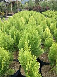 See full list on fredikurniawan.com 8 Jenis Pohon Cemara Ketahui Manfaat Dan Morfologinya