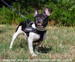 In 2015 and third in australia in. Keeping French Bulldog In A Flat English Bulldog Online Uk Shop Harnesses Muzzles Collars And Leads For English Bulldog English Bulldog Online Uk Store