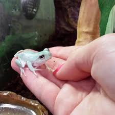 Pin By Melissa Colleen Huck On Frogs Whites Tree Frog Tree Frogs Green Tree Frog