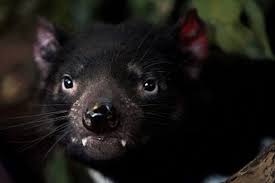 Pueden comer animales de hasta el tamaño de un canguro los demonio de tasmania son originalmente de la isla de tasmania. Pinterest