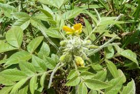 Image result for Mostuea hirsuta