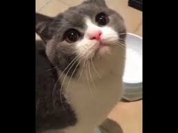 Mommy What Are You Doing Subscribe To Us On Youtube Follow Us Below Stories Http Catshop T Funny Cat Videos Cute Cat Gif Funny Cats