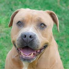 We have several dogs and cats of all ages looking for a forever home. Gainesville Pet Finder Home Facebook