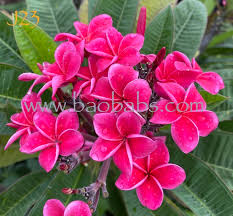 Image result for Plumeria rubra